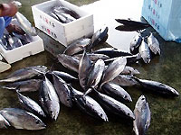 マグロの子供(ヨコワ)