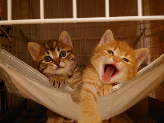 ミルクボランティア