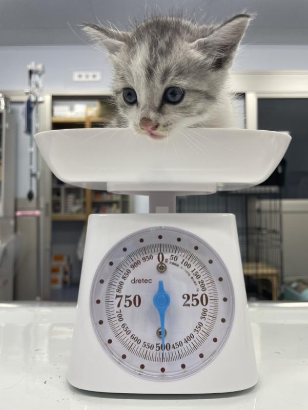 ミルクボランティア