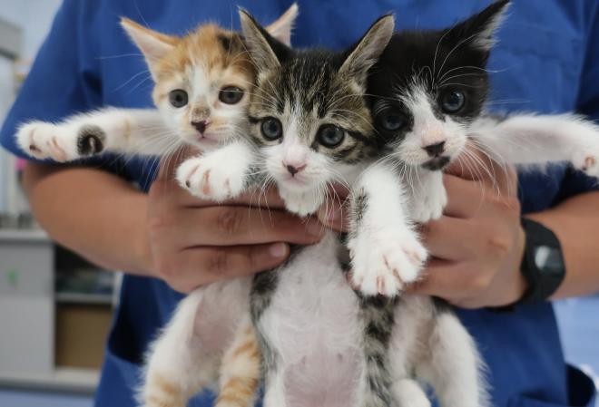 ミルクボランティア