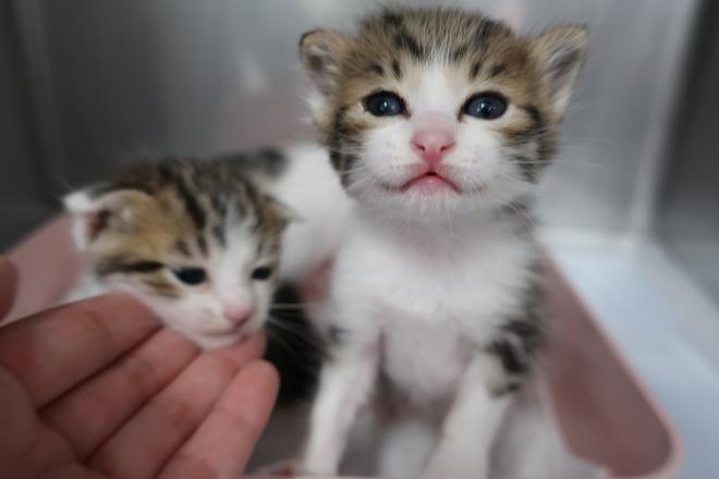 ミルクボランティア