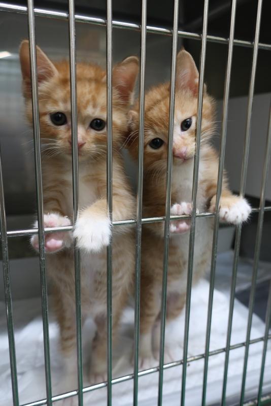 ミルクボランティア