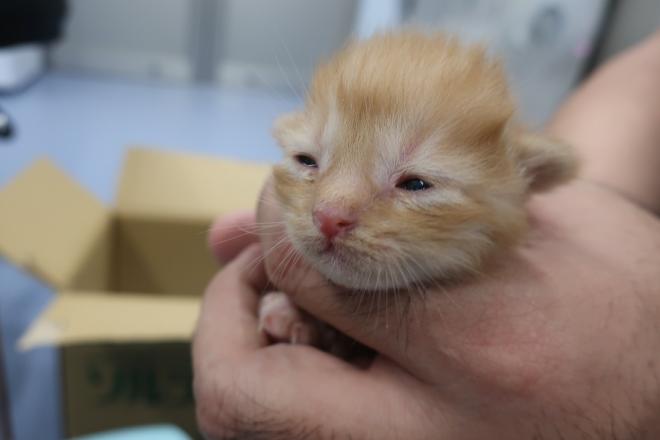 ミルクボランティア