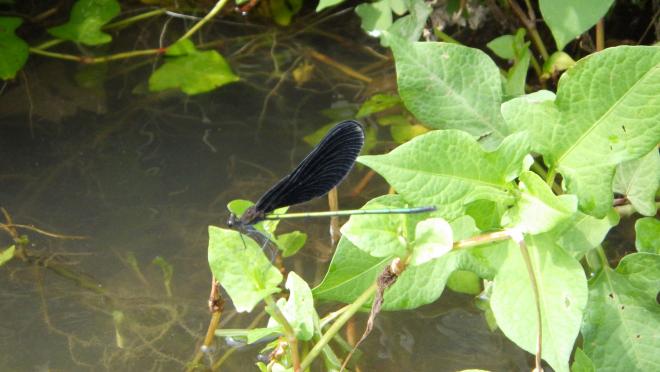 ハグロトンボの画像