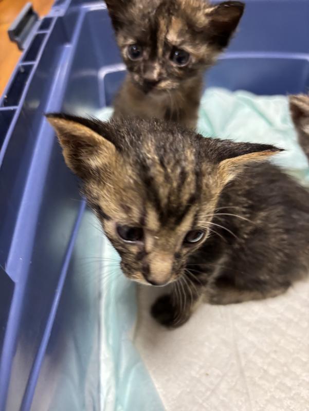 サビ＆キジトラ