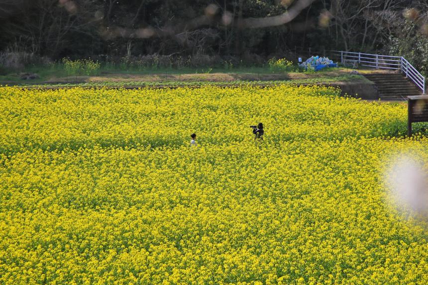 菜の花3