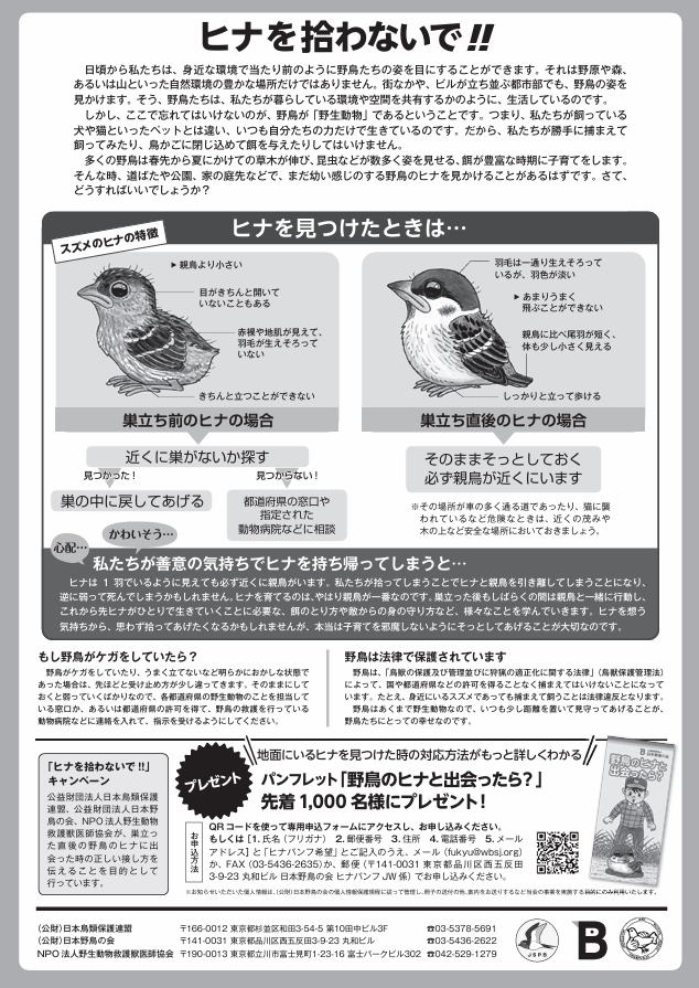 令和8年度ヒナを拾わないで!ポスター(裏)