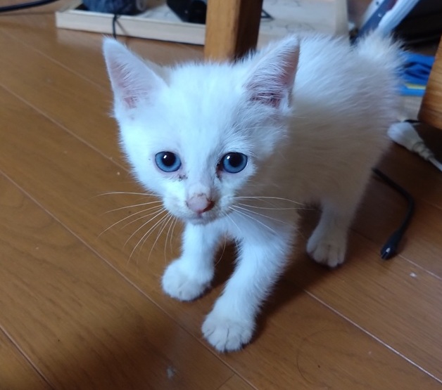 白