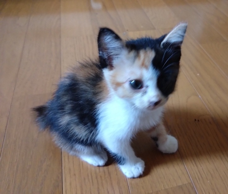 三毛