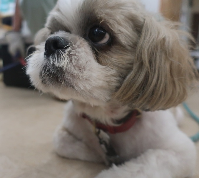 ロン4