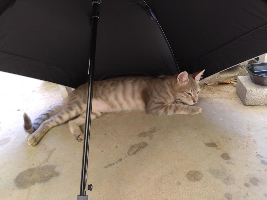 迷い猫2