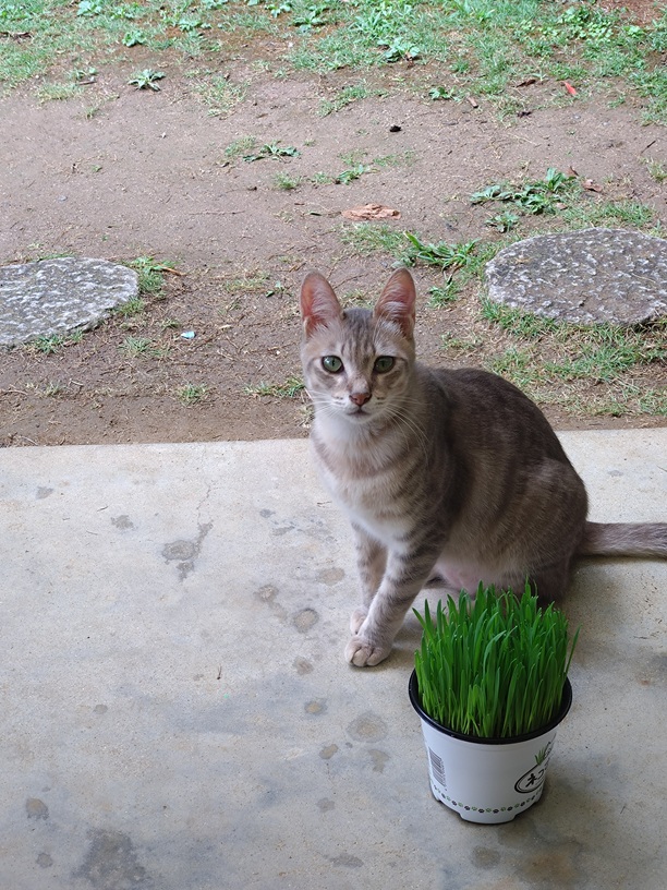 迷い猫1