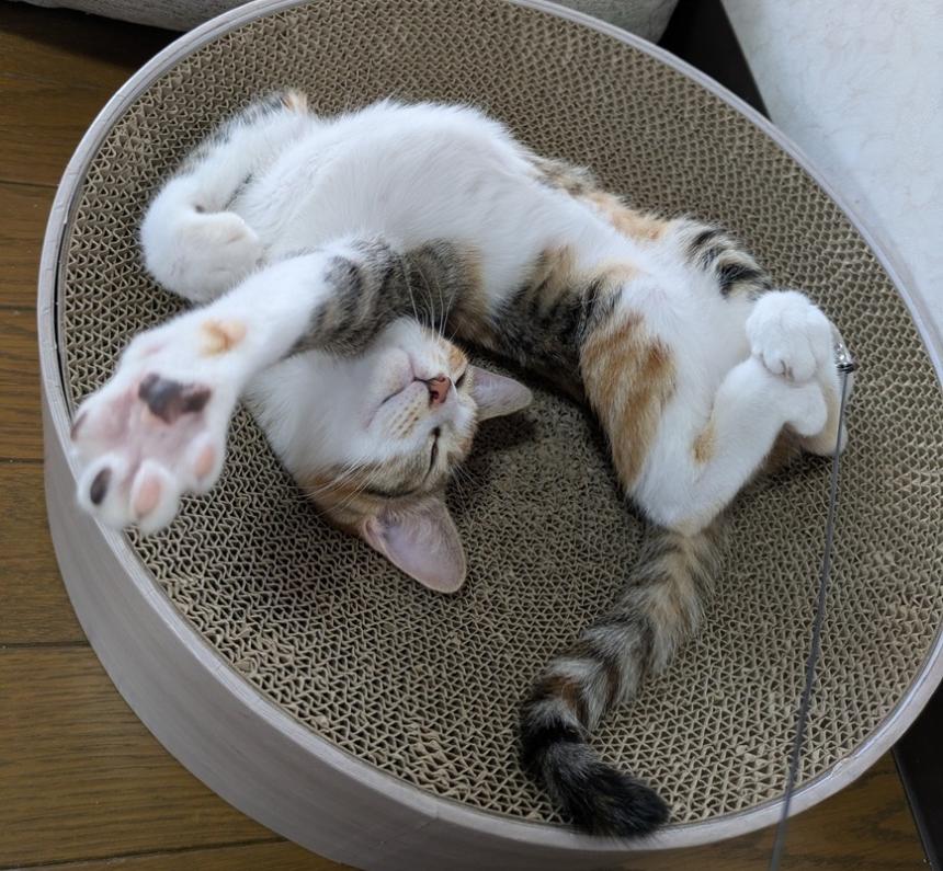 三毛