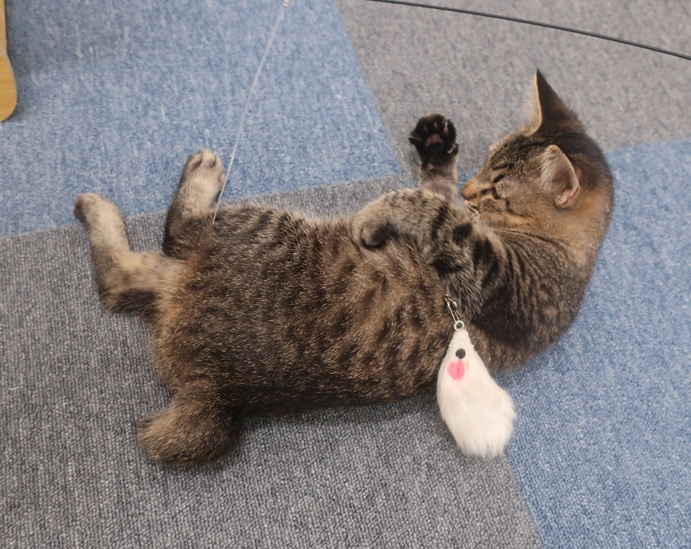 すい8