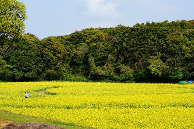 菜の花満開