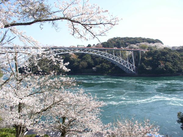 西海橋と桜