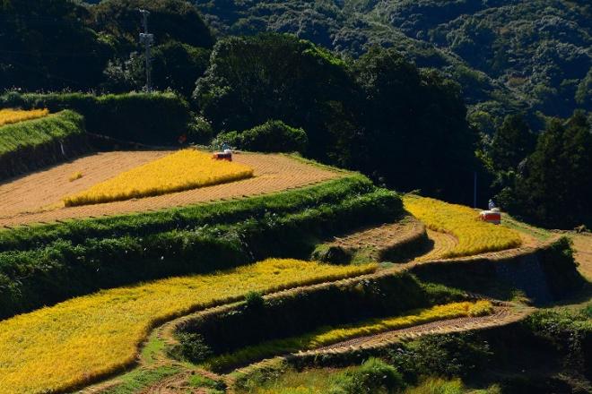 世知原の棚田の写真