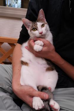 いぶき
