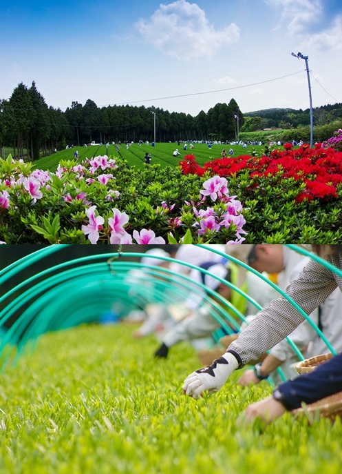 世知原茶の手摘み