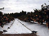 させぼ温州栽培風景