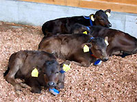 市内で生産された子牛たち