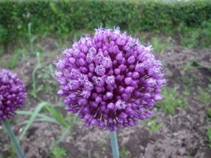 すべての花の画像 トップ100 にんにく 花 匂い