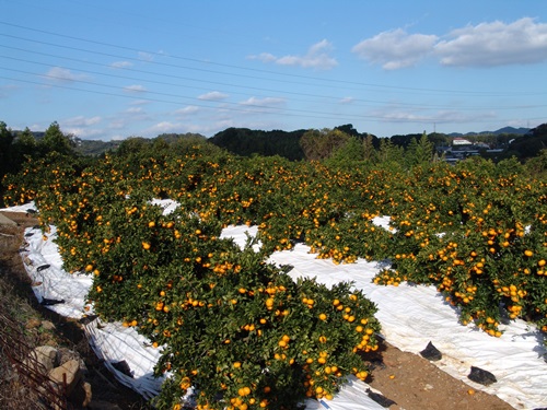 西海みかん生産状況