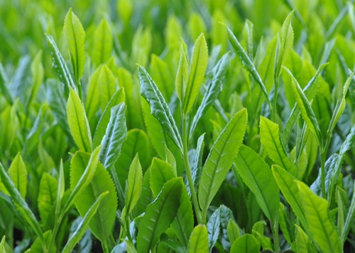 茶の新芽