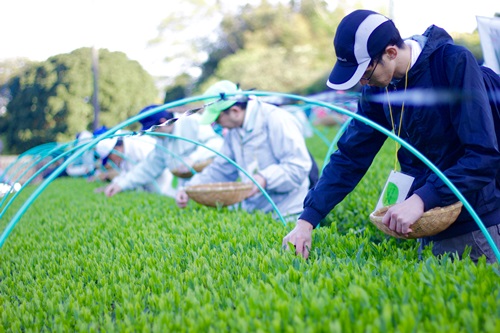 世知原茶の手摘みの様子