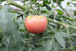 tomato