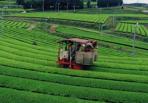 乗用型摘採機で茶摘みをする様子