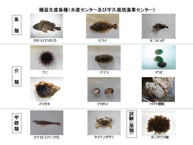 種苗生産魚種「魚類」カサゴ（アラカブ）、ヒラメ、オニオコゼ、「介類」ウニ、ナマコ、アワビ、イワガキ、アカガイ、マガキ種板、「甲殻類」クマエビ（アシアカ）、タイワンガザミ、「試験（藻類）」ホンダワラ類