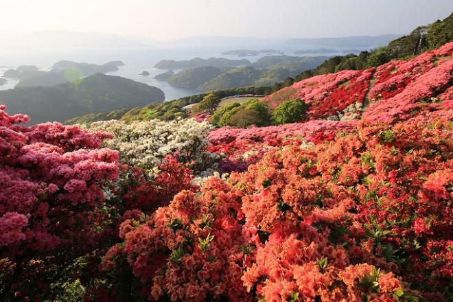 長串山つつじ