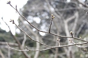 大悲観公園の様子2