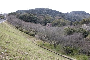 花の森公園の様子1