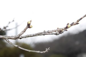 花の森公園の様子2