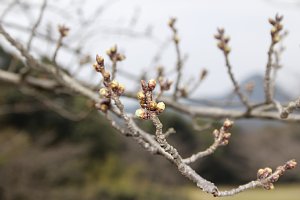 干尽公園の様子2