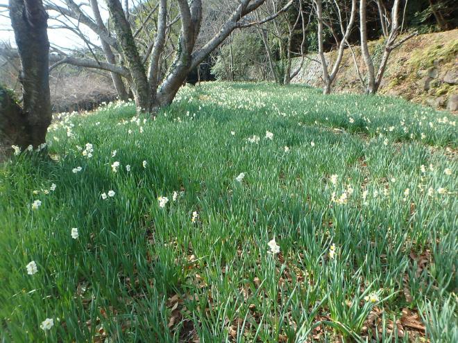 花の森公園のスイセン