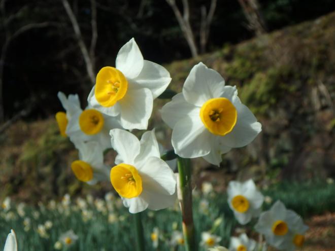 花の森公園のスイセン