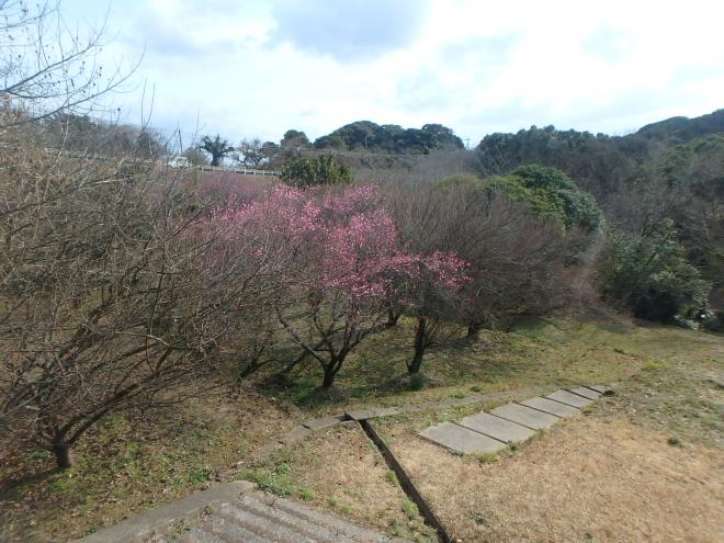 花の森公園の淡紅梅遠景