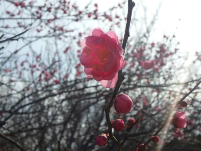 花の森公園の淡紅梅近景