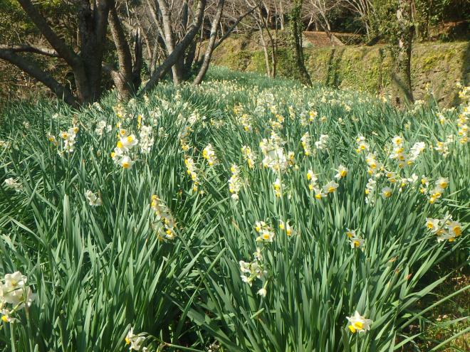 花の森公園のスイセン2月22日