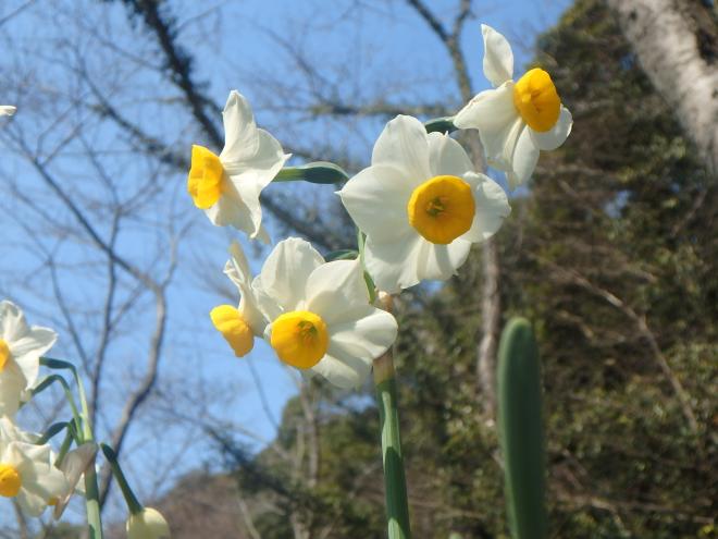 花の森公園のスイセン2月22日の2