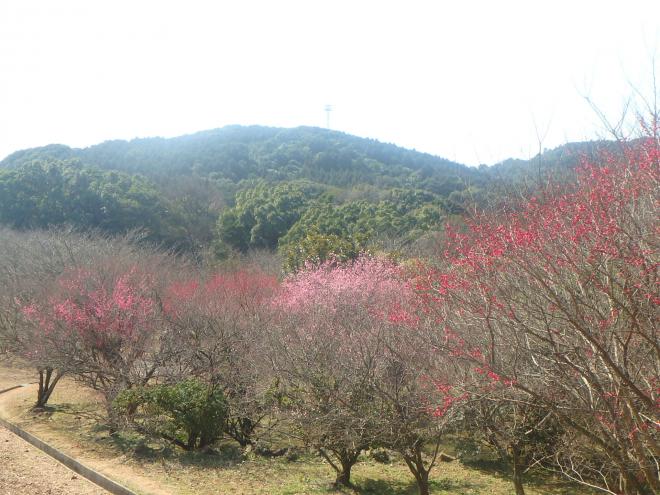 花の森公園の梅2月22日の1