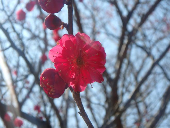 花の森公園の梅2月22日の2