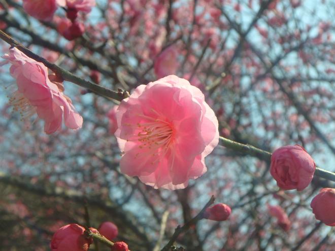 花の森公園の梅2月22日の3