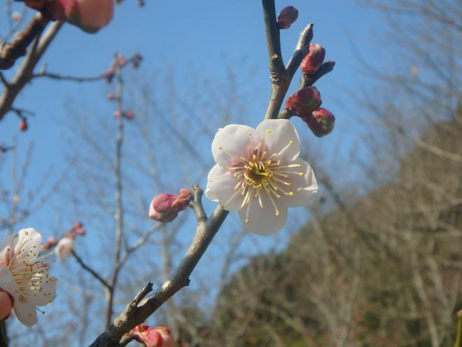 花の森公園の梅2月22日の4