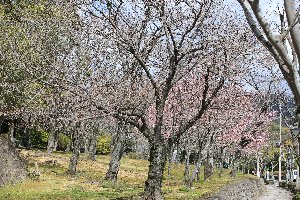 20200316中央公園桜