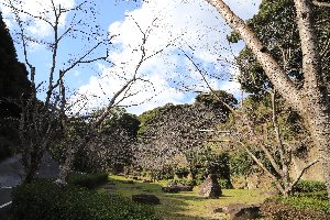 20200316大悲観公園桜