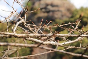 20200316大悲観公園桜2